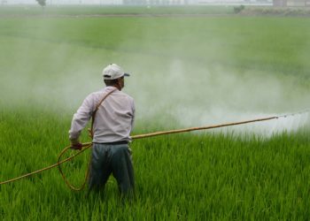 Das Herbizid Glyphosat gilt gesundheitlich als höchst umstritten. (Foto: Pixabay)