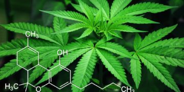 Cannabis Sativa gilt als wertvolle Nutzpflanze, ist aber drogenpolitisch höchst umstritten. (Foto: Pixabay)
