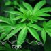 Cannabis Sativa gilt als wertvolle Nutzpflanze, ist aber drogenpolitisch höchst umstritten. (Foto: Pixabay)