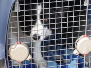 Flugausfall: 250 Euro Entschädigung für einen Hund?