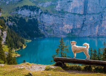 In der Schweiz denkt man schon darüber nach, wer die Kosten von Corona alles bezahlen könnte. Hier ein Schweizer Bergsee. (Bild: pixabay.com free)
