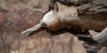 Photo Golden handshake